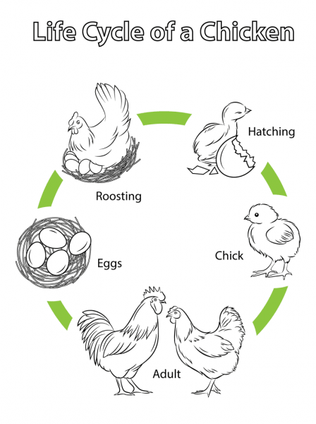 Life Cycle of a Chicken coloring page image