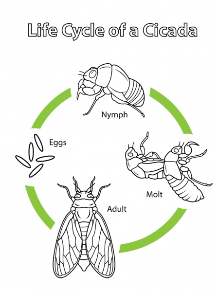 Life Cycle of a Cicada coloring page image