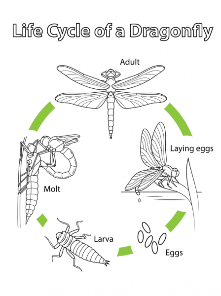 Life Cycle of a Dragonfly coloring page image
