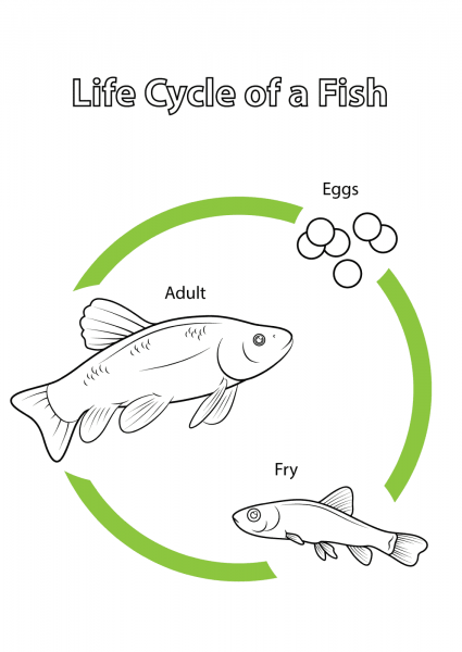 Life Cycle of a Fish coloring page image