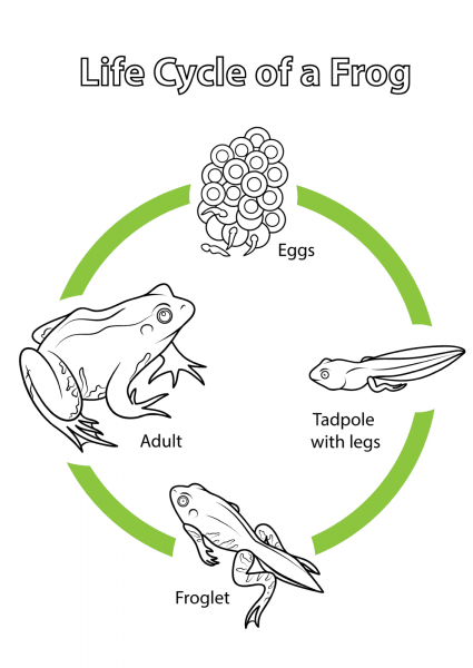 Life Cycle of a Frog coloring page image