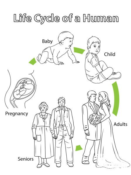 Life Cycle of a Human coloring page image