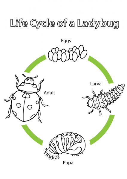 Life Cycle of a Ladybug coloring page image