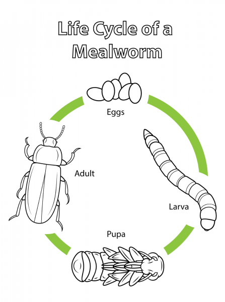Life Cycle of a Mealworm coloring page image