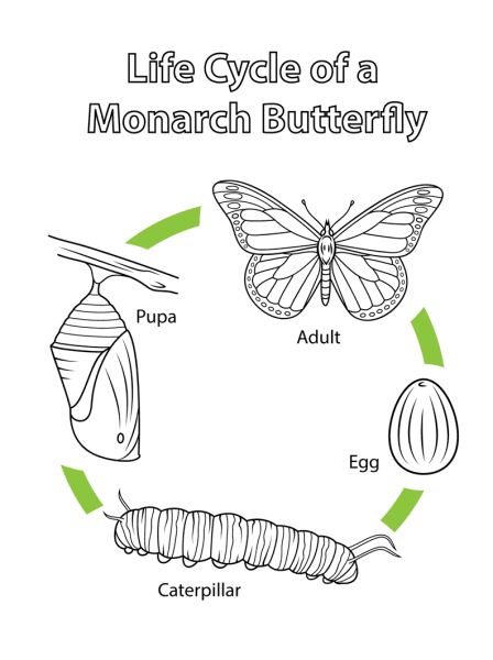 Life Cycle of a Monarch Butterfly coloring page image