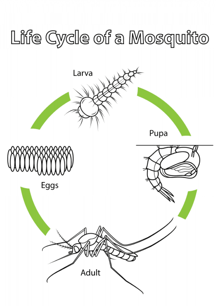 Life Cycle of a Mosquito coloring page image