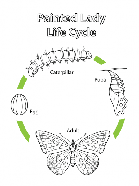Life Cycle of a Painted Lady Butterfly coloring page image