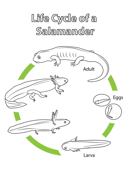 Life Cycle of a Salamander coloring page image