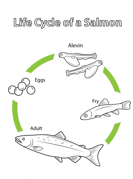 Life Cycle of a Salmon coloring page image