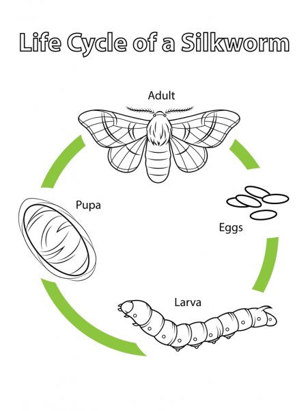 Life Cycle of a Silkworm coloring page image