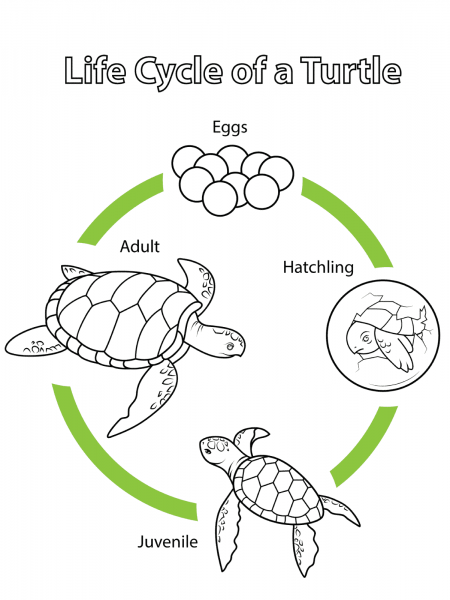Life Cycle of a Turtle coloring page image