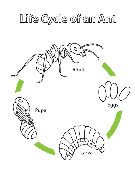 Life Cycle of an Ant coloring page image