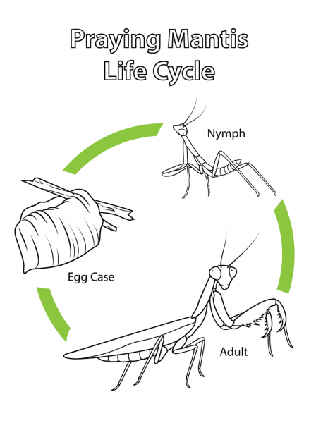 Life Cycle of Praying Mantis coloring page image