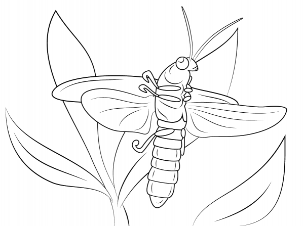 Lightning Bug coloring page image