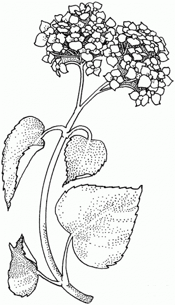 Lilac Branch coloring page image