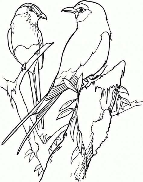Lilac Breasted Rollers coloring page image