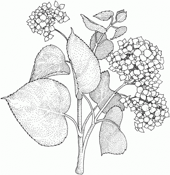 Lilac coloring page image