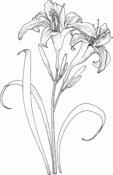 Lilies coloring page image
