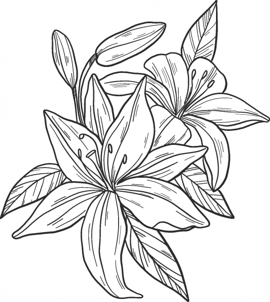 Lilies coloring page image