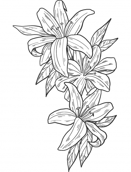 Lilies coloring page image