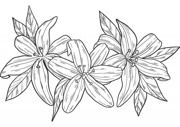 Lilies coloring page image