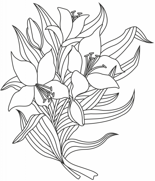 Lilies coloring page image