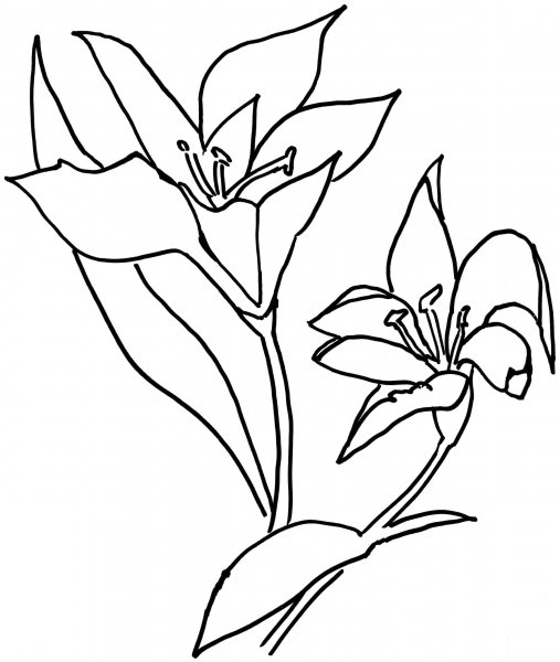 Lilium Flower  coloring page image