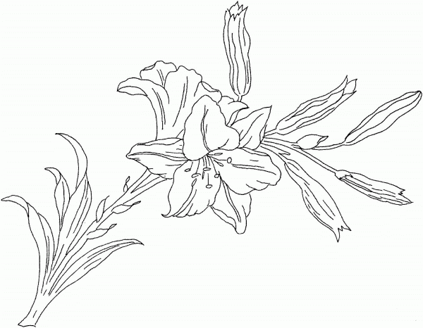 Lilium or Lily flower coloring page image