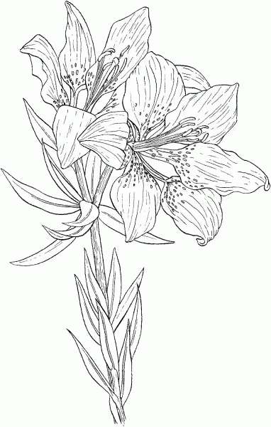 Lilium Philadelphicum or Wild Orange Red Lily  coloring page image
