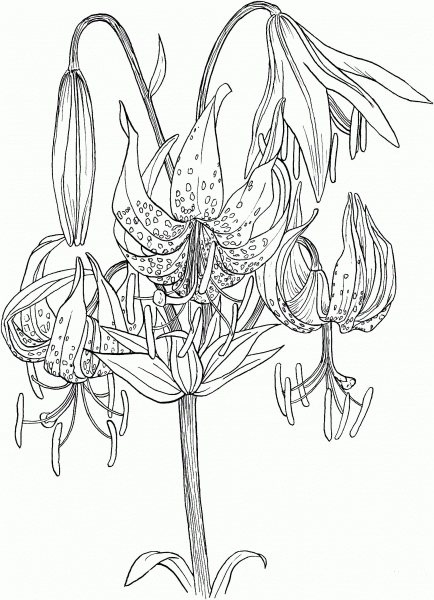 Lilium Superbum or Turk’s Cap Lily coloring page image