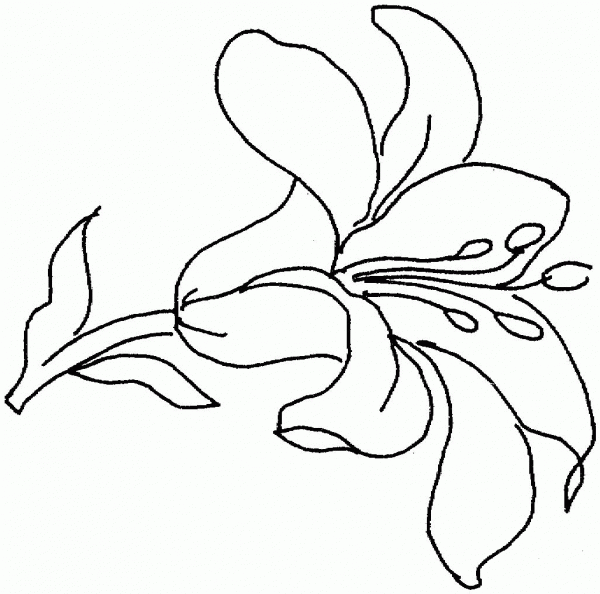 Lily 15 coloring page image