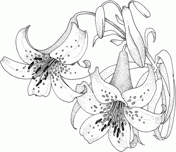 Lily blossom coloring page image