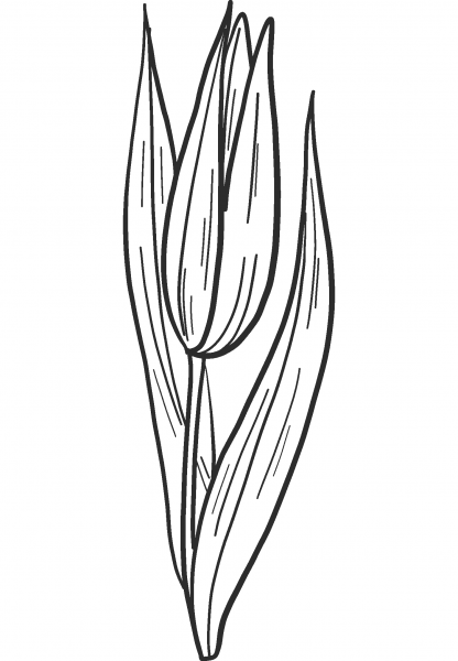 Lily Bud coloring page image