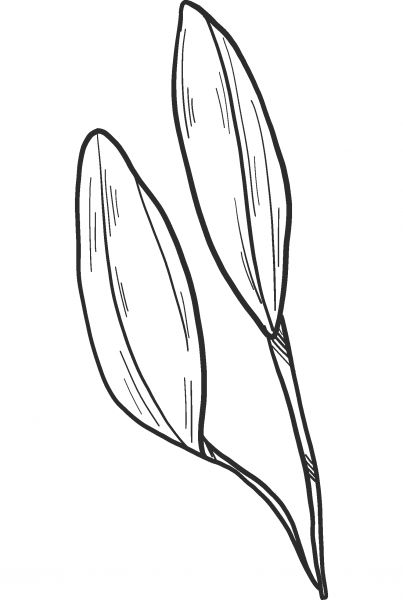 Lily Buds coloring page image