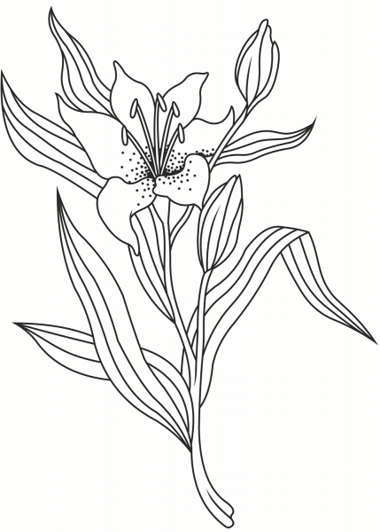 Lily coloring page image