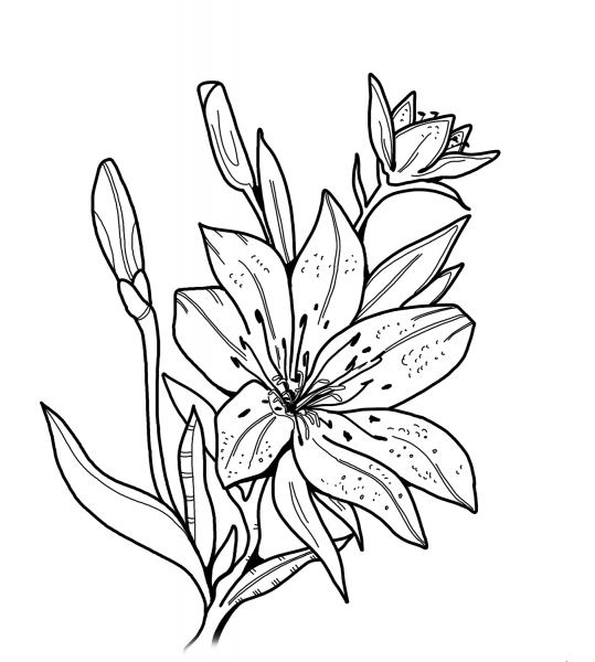 Lily coloring page image
