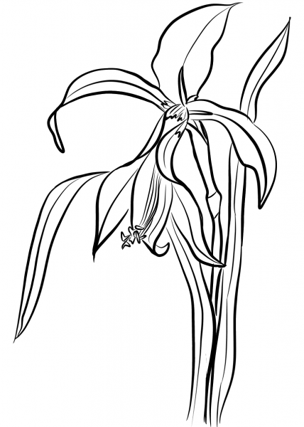 Lily coloring page image