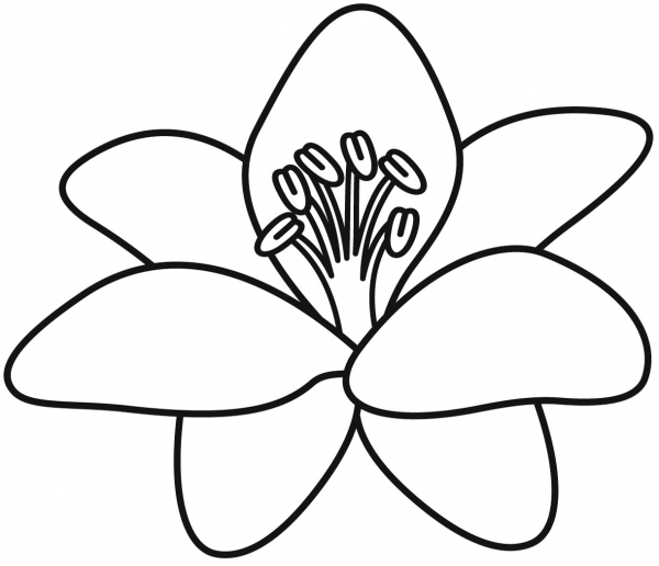 Lily coloring page image
