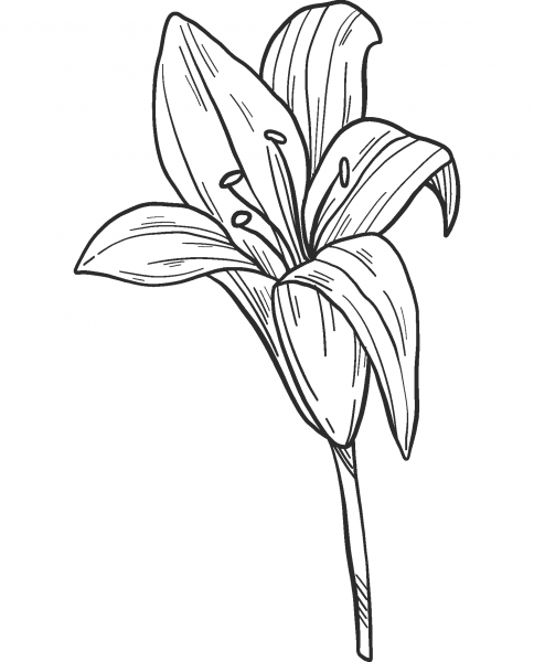 Lily coloring page image