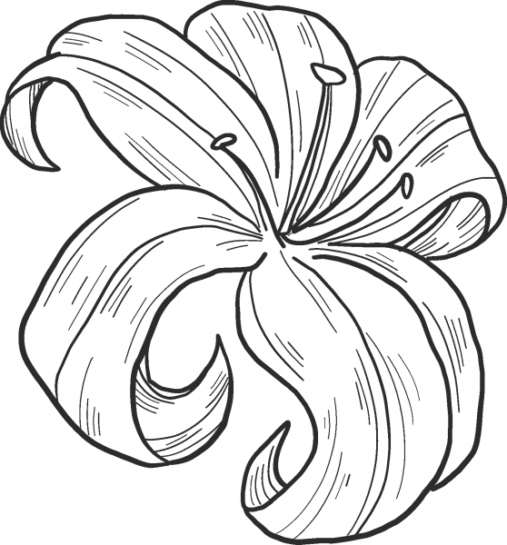 Lily coloring page image