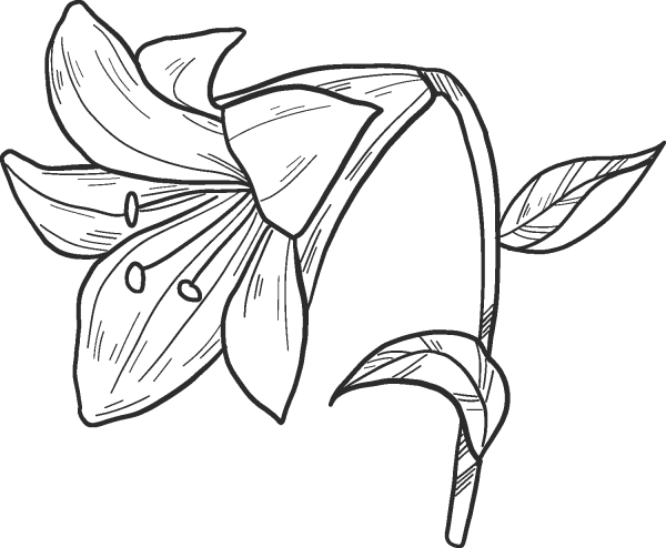 Lily coloring page image