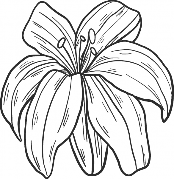Lily coloring page image