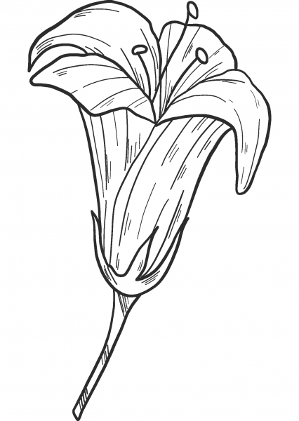 Lily coloring page image