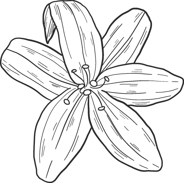Lily coloring page image