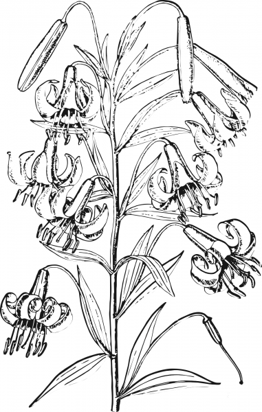 Lily Flower coloring page image