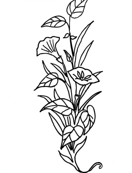 Lily Flower coloring page image