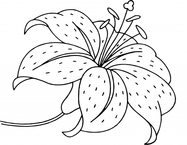 Lily Flower coloring page image