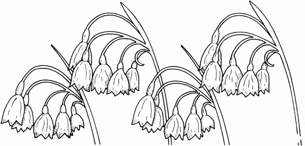 Lily Of The Valley 3 coloring page image