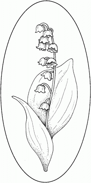 Lily Of The Valley 4 coloring page image