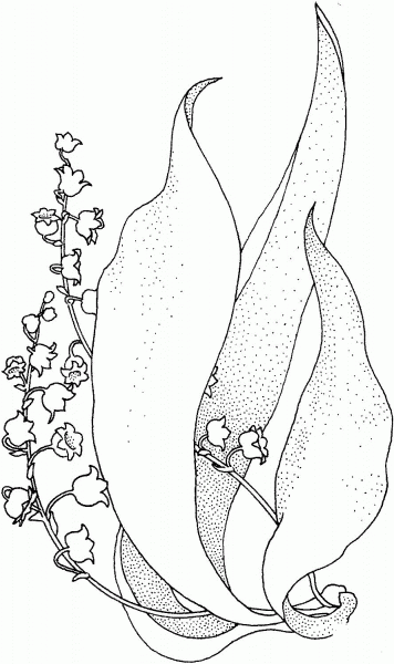 Lily Of The Valley coloring page image
